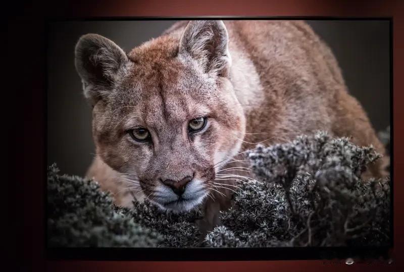 最近发生啥事儿了，让中国驻新潟总领馆专门提醒咱们公民注意安全？这背后肯定有隐情。