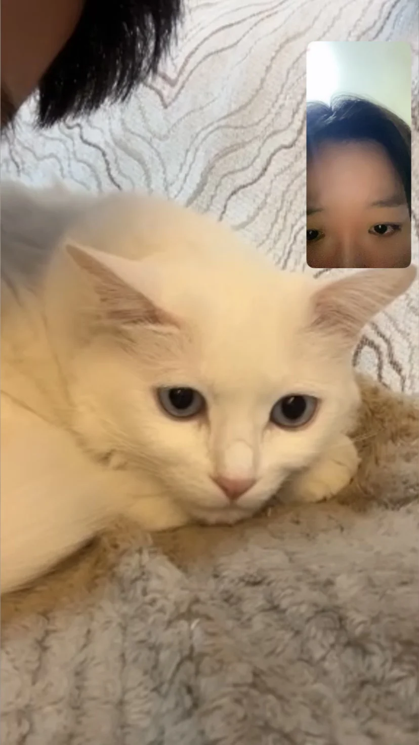 咪的心思都在脸上