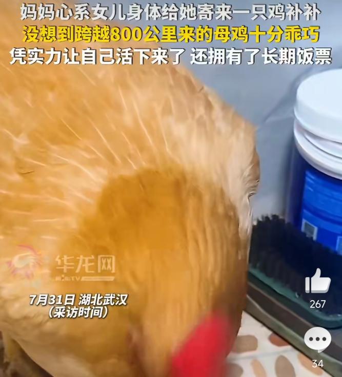 近期，武汉一位独自打拼的广东女生，迎来了一场特别的生活奇遇。
 
母亲从广东老家