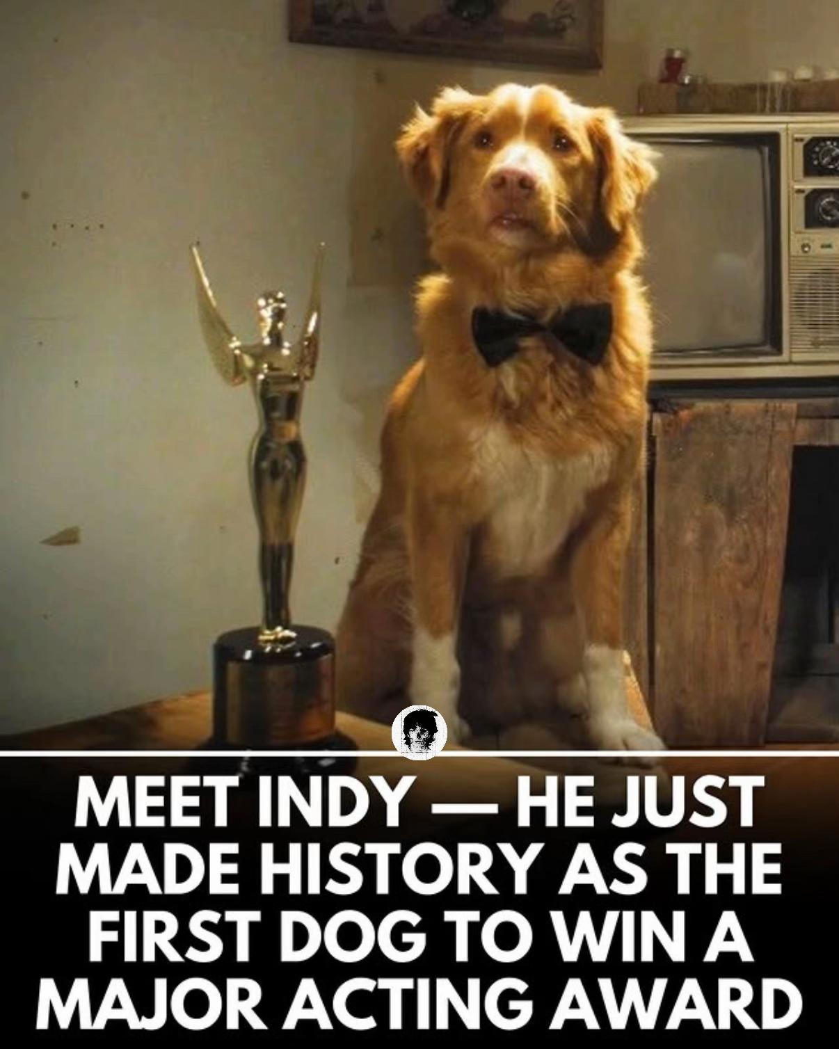 创造影史！小狗Indy凭借在电影《好狗狗》中的表演，在第九届阿斯特拉电影奖中击败