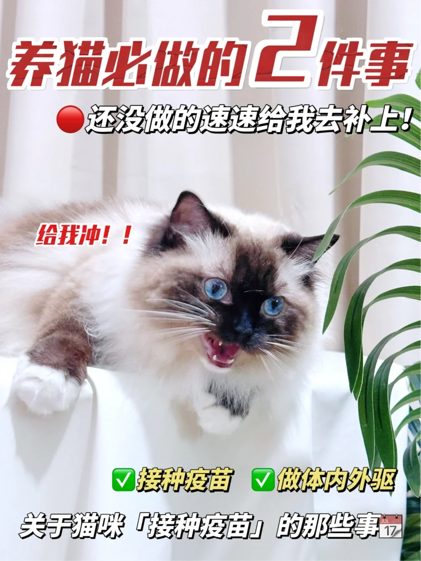 养猫必做！不打猫三联就是对猫咪的不负责！