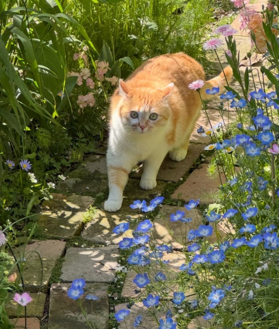 我要吃花花 