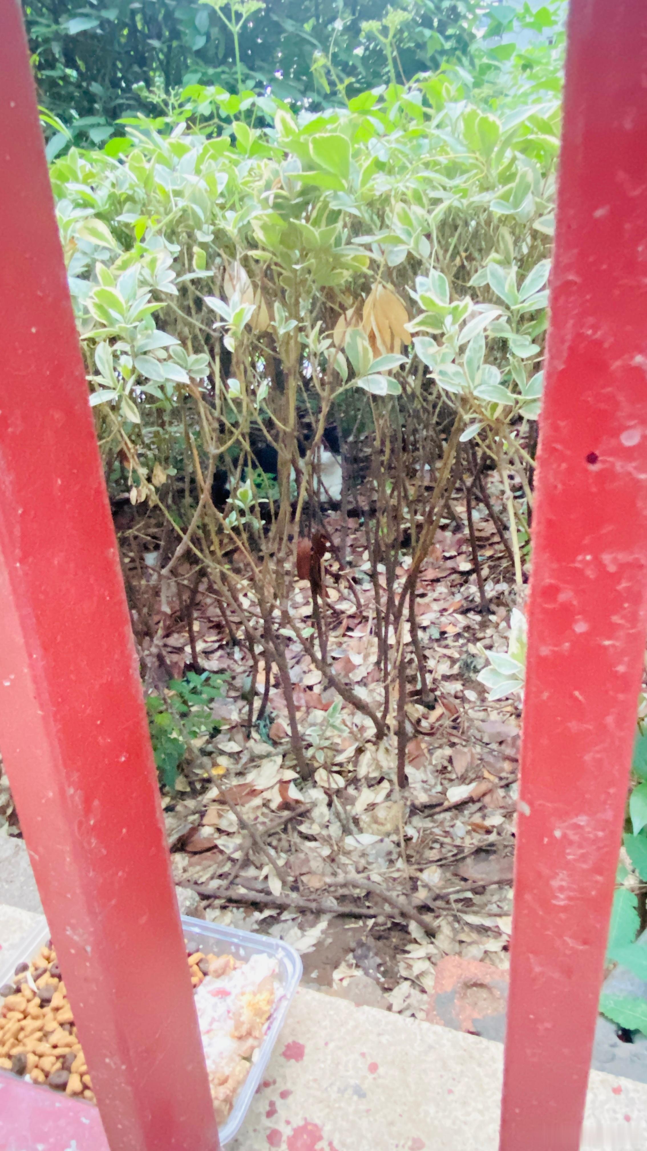 今天小区里的猫王，奶牛姐也来蹭饭了猫王一出场，气氛立刻紧张起来（图一二），两只小