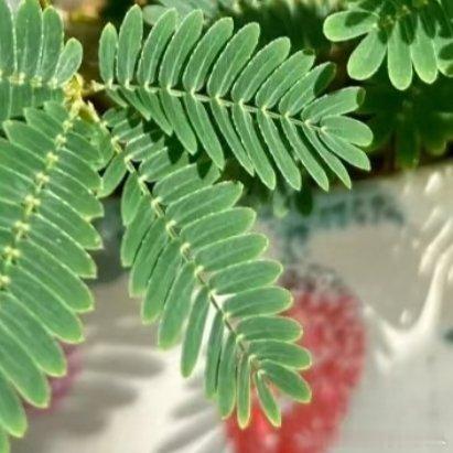 种植微公益含羞草养护攻略｜手残党亲测植物精灵这样养🔥 【3秒速览】💧 浇水要