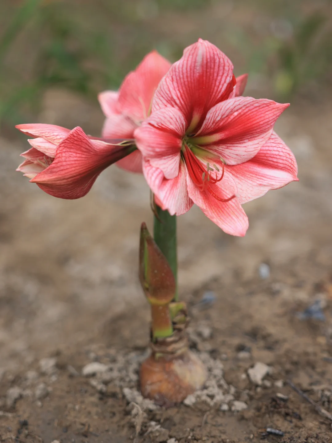 花瓶