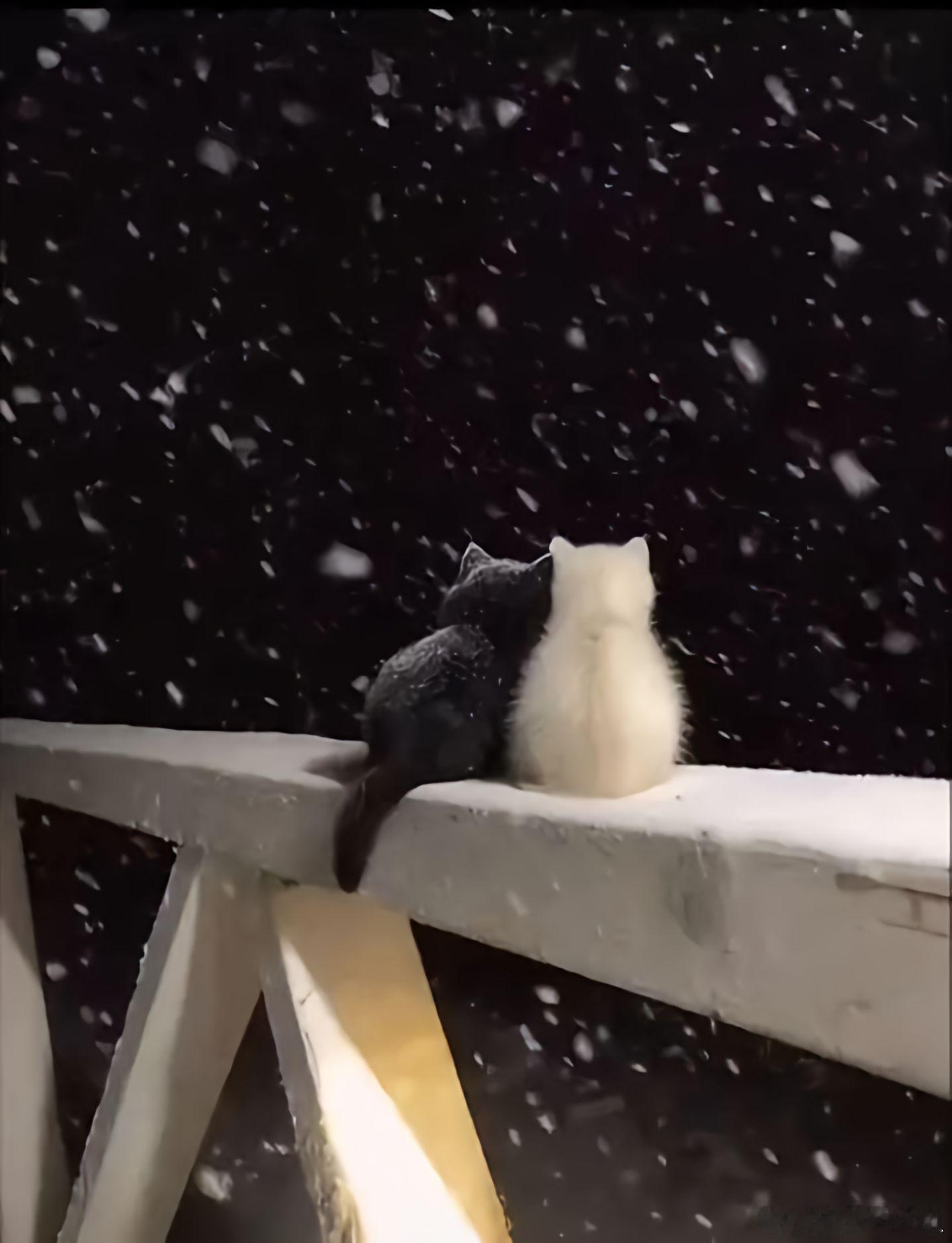 他朝若是同淋雪 此生也算共白头第一次见到雪的猫视频黑马扶持计划