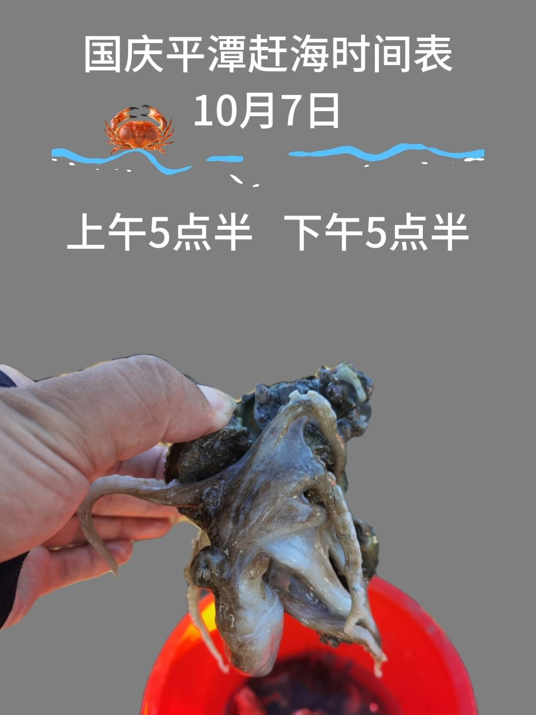 🐙十一国庆假期平潭赶海时间： 🦀1号下午2点半 🐡2号下午3点 ...