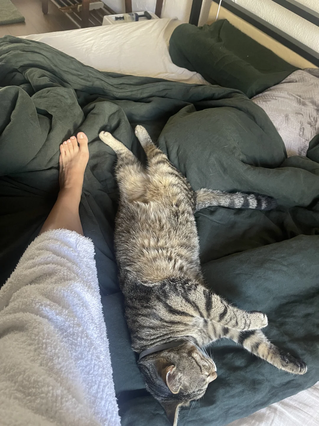 狸花猪真是个巨大的宝宝