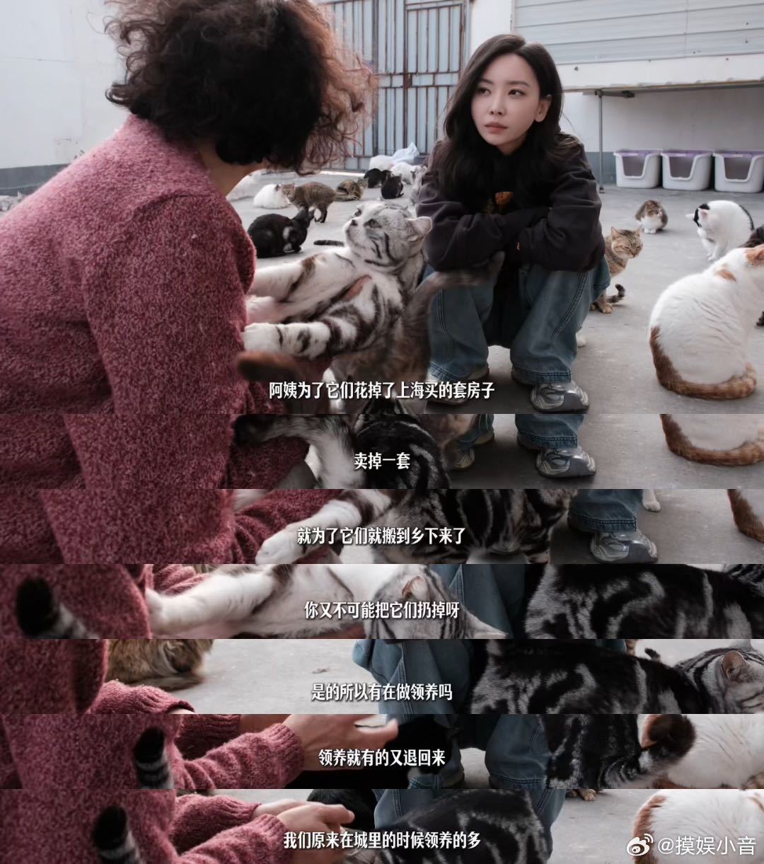 于文文呼吁领养代替购买 的vlog里记录下了流浪猫救助站的每一个真实瞬间，那些被