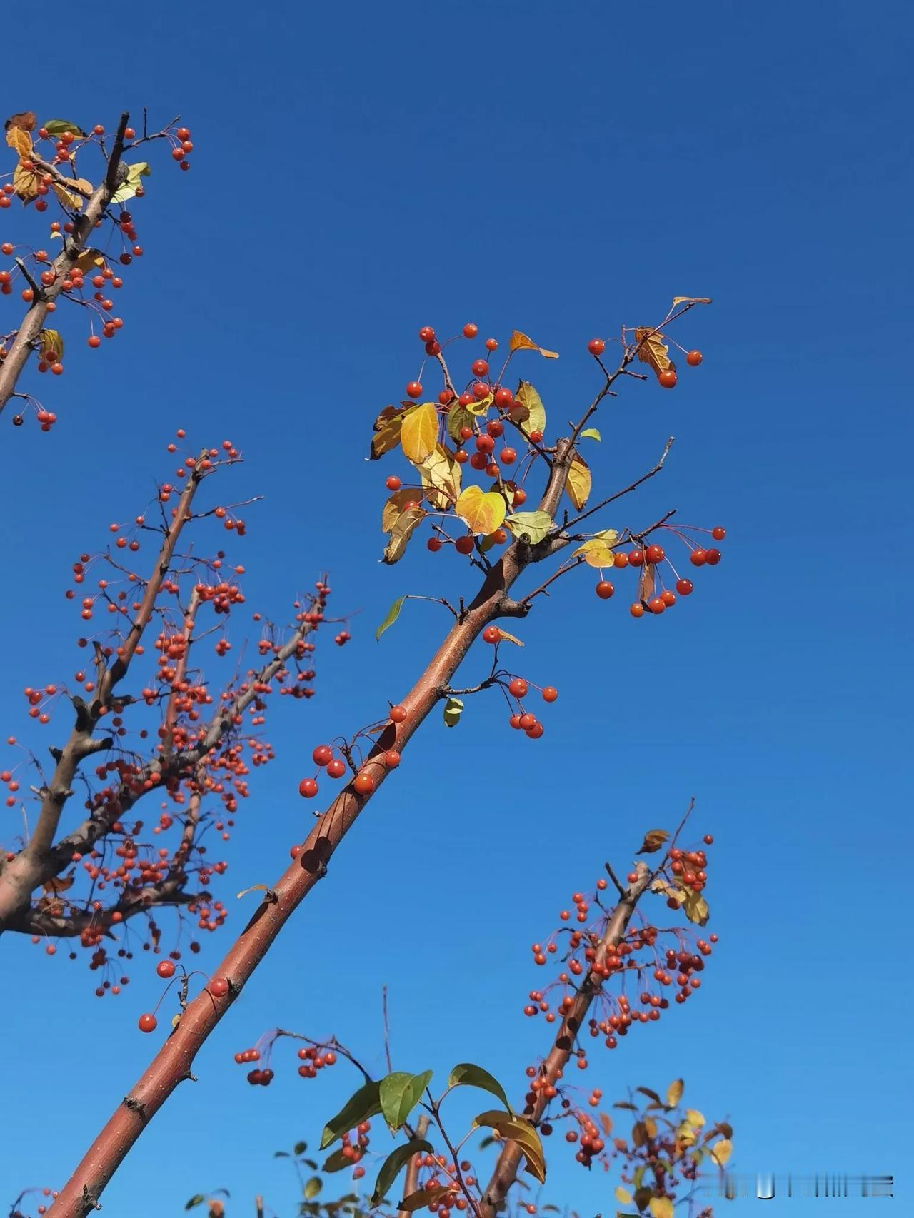 玲珑红果恋枝头
树树彩叶示浓秋
欲知天堂几多美
不妨京城赏色优
因10月去额济纳