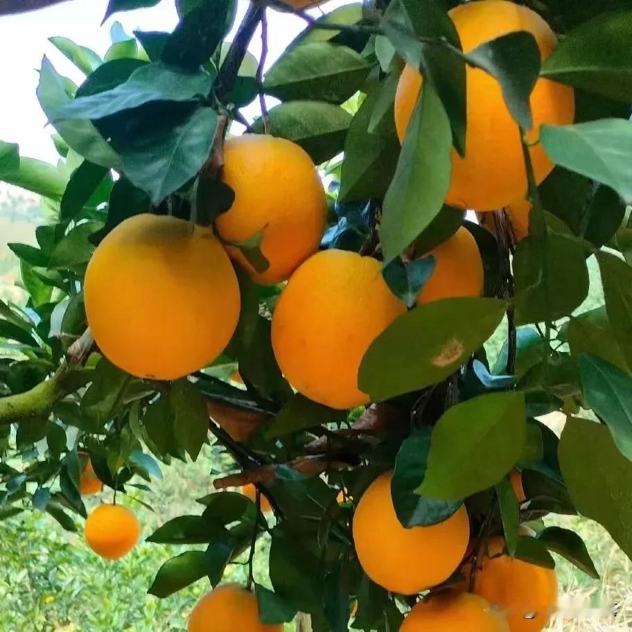 下联：富居深山有远亲