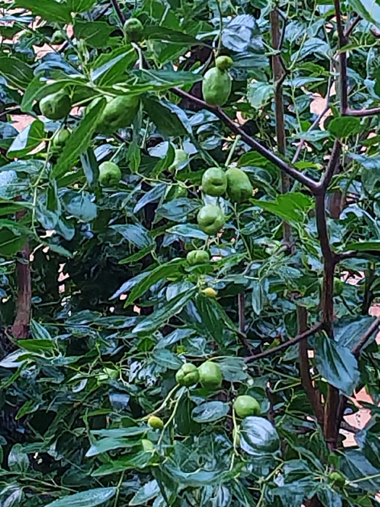 每日见景随拍青枣挂技头，睡莲开荷塘。枝头青枣 荷园睡莲花