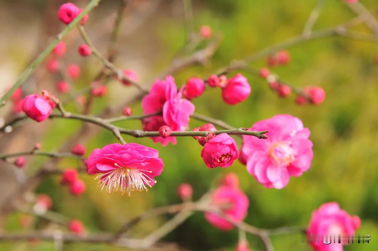 我已经六十三岁，如果有机会，我还想学习书法和中国画。
我曾上过高中起点的两年制师