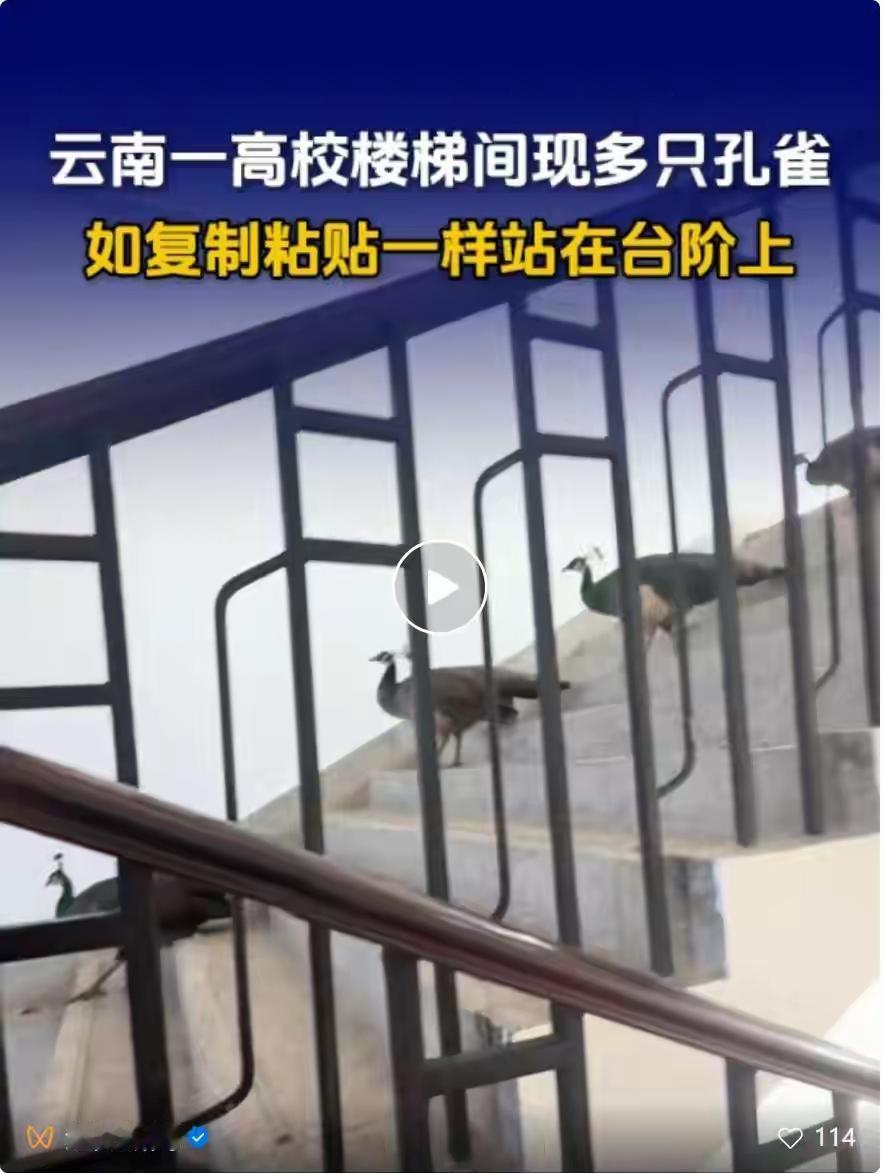 云南艺术学院六只蓝孔雀排排站，引来网络热议

云南艺术学院的楼梯间上演了一出奇景
