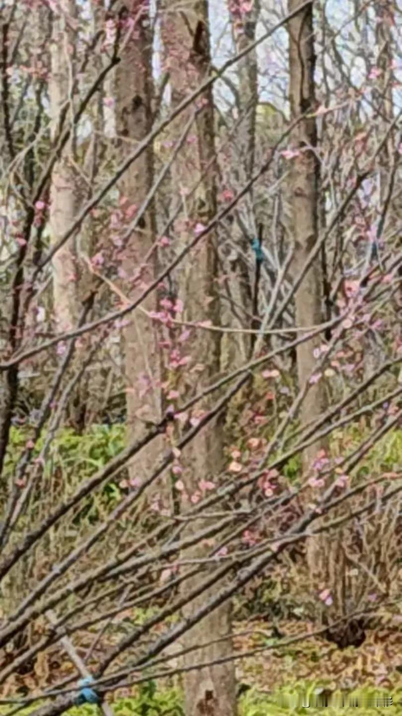 晒图笔记大赛2025来我看到的第一躲花，春天来了。喜迎2025年.