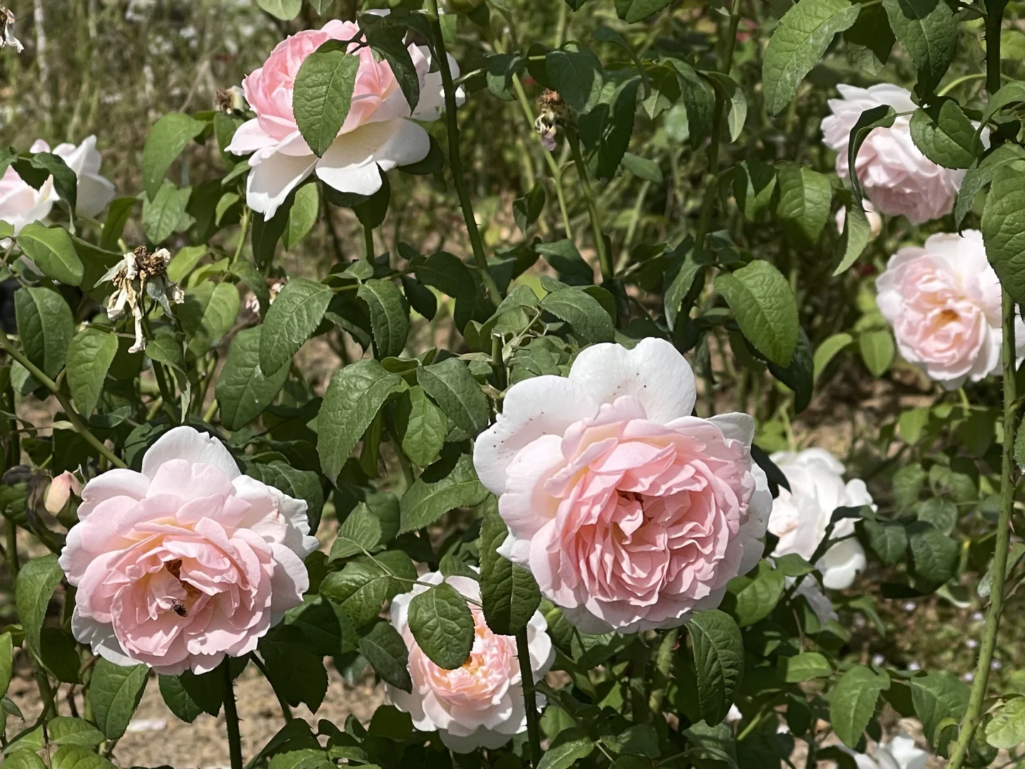 秋花继续