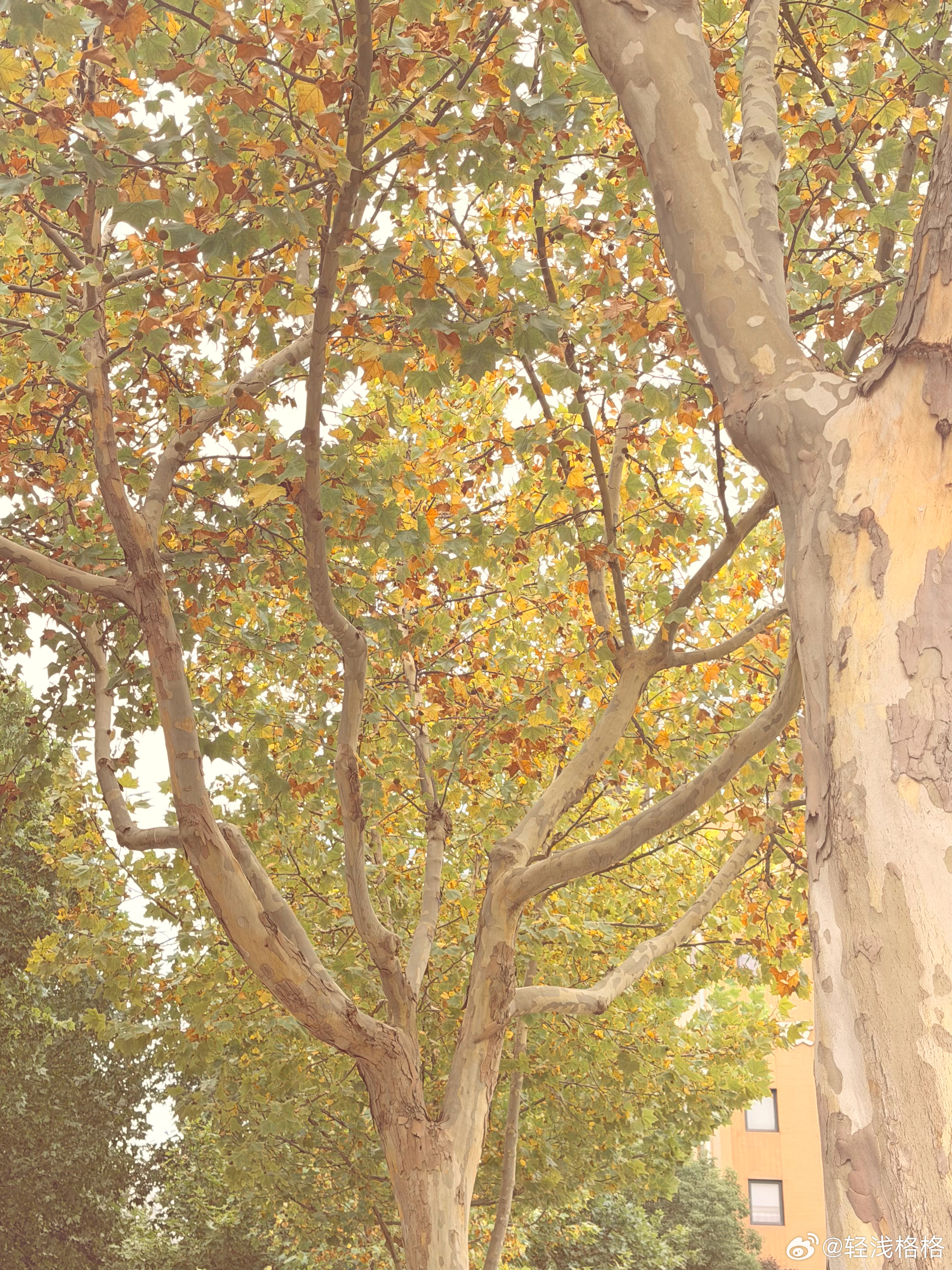 校园的秋🍂 ​​​