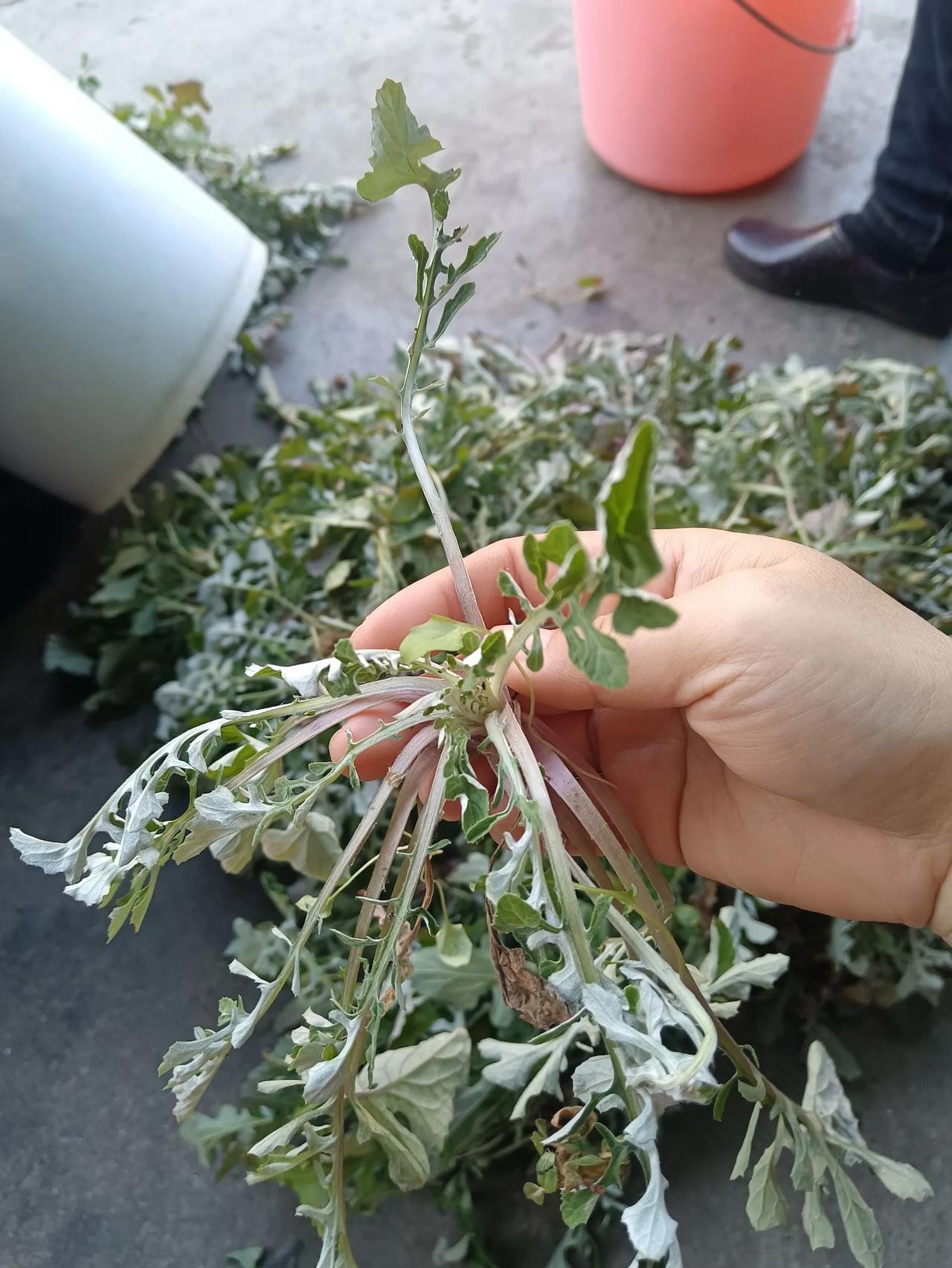 这是什么野菜？
土话我知道，可以用来包青团，我婆婆年年摘很多来。