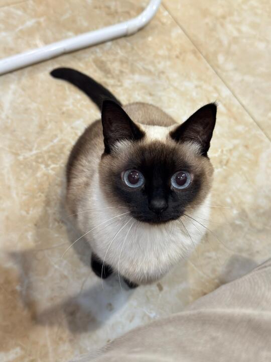 感觉好对不起我的小猫啊😭