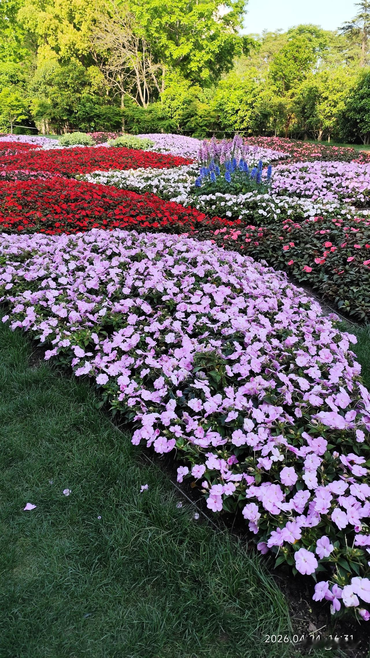 随手拍公园花草春来百花开