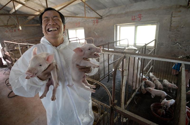 养猪可不能抱着“低价就留着，上调再出手”的想法。就像2025年的王老板，仔猪价格