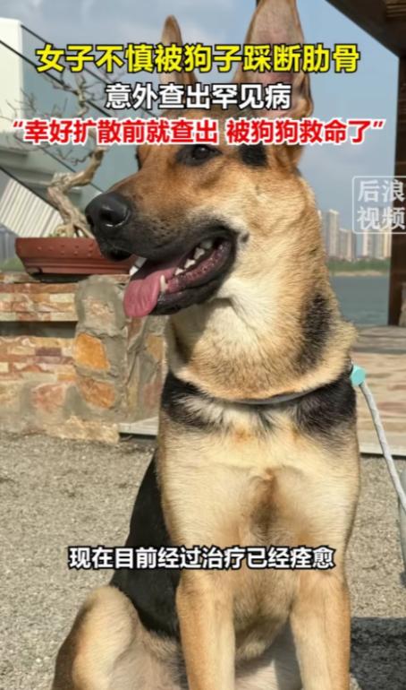 解释不清了！北京一只80斤的牧羊犬，突然跳主人身上，把她踩骨折了，谁料到医院一看
