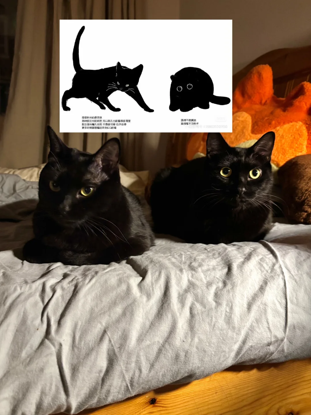 黑猫的两种形态已被我集齐