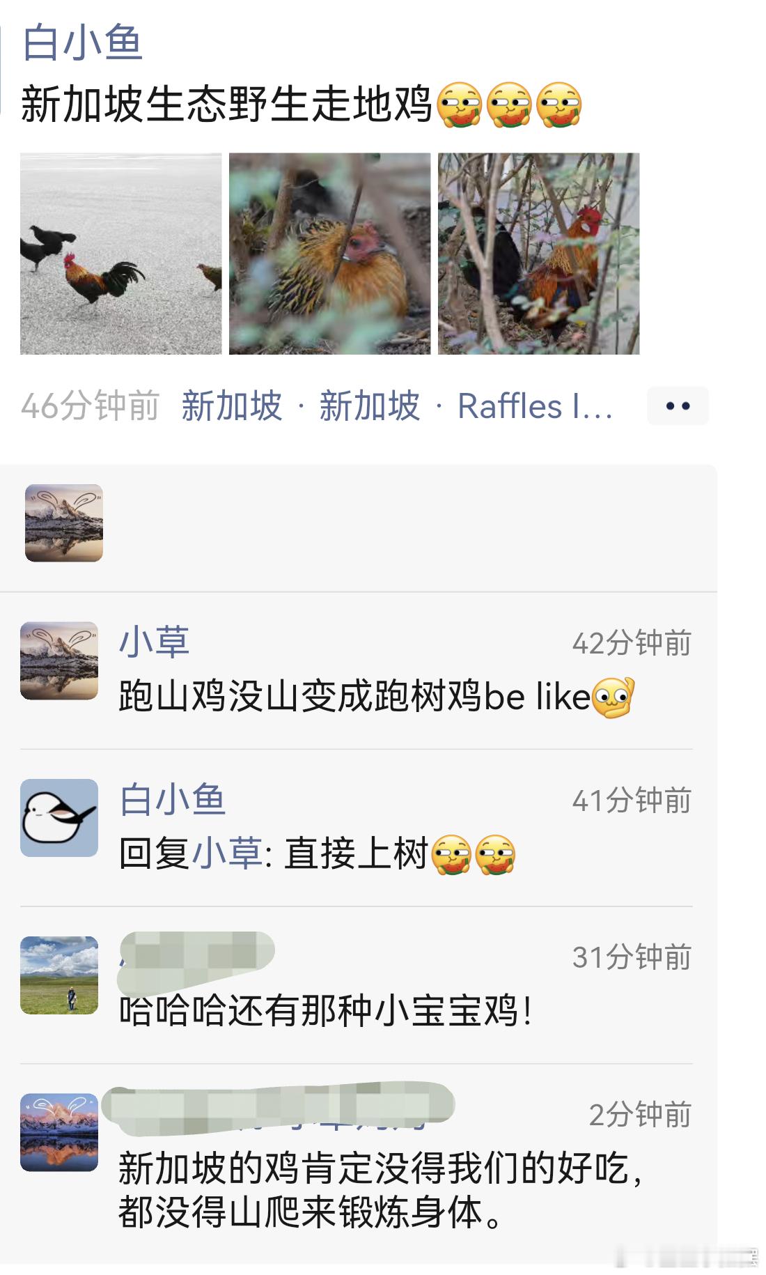 新加坡 鱼大姐的画风过于清奇了。要不是看小草姐的朋友圈，我还以为她们从早到晚都在