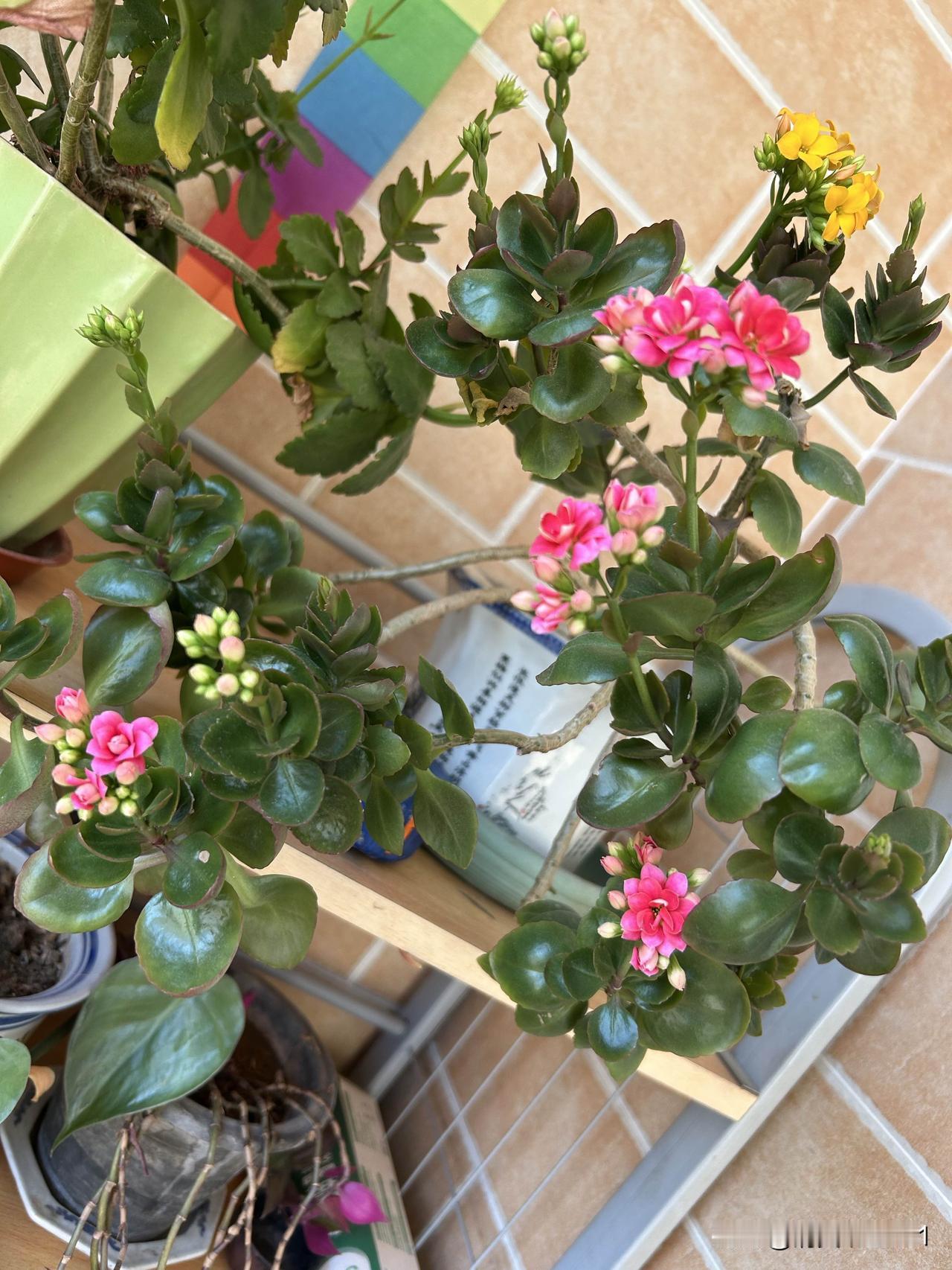 今年长寿花开的还不错啊！

有一年了，长寿花开得正热闹，圆鼓鼓的叶片衬着一簇簇小