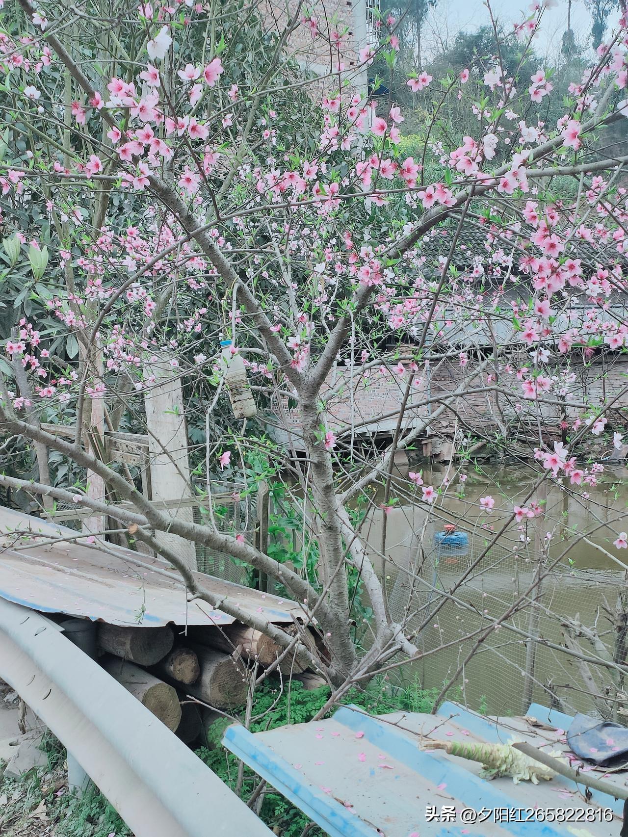 上联:春雨飘洒芳草绿
下联: 微风蔓卷桃花红