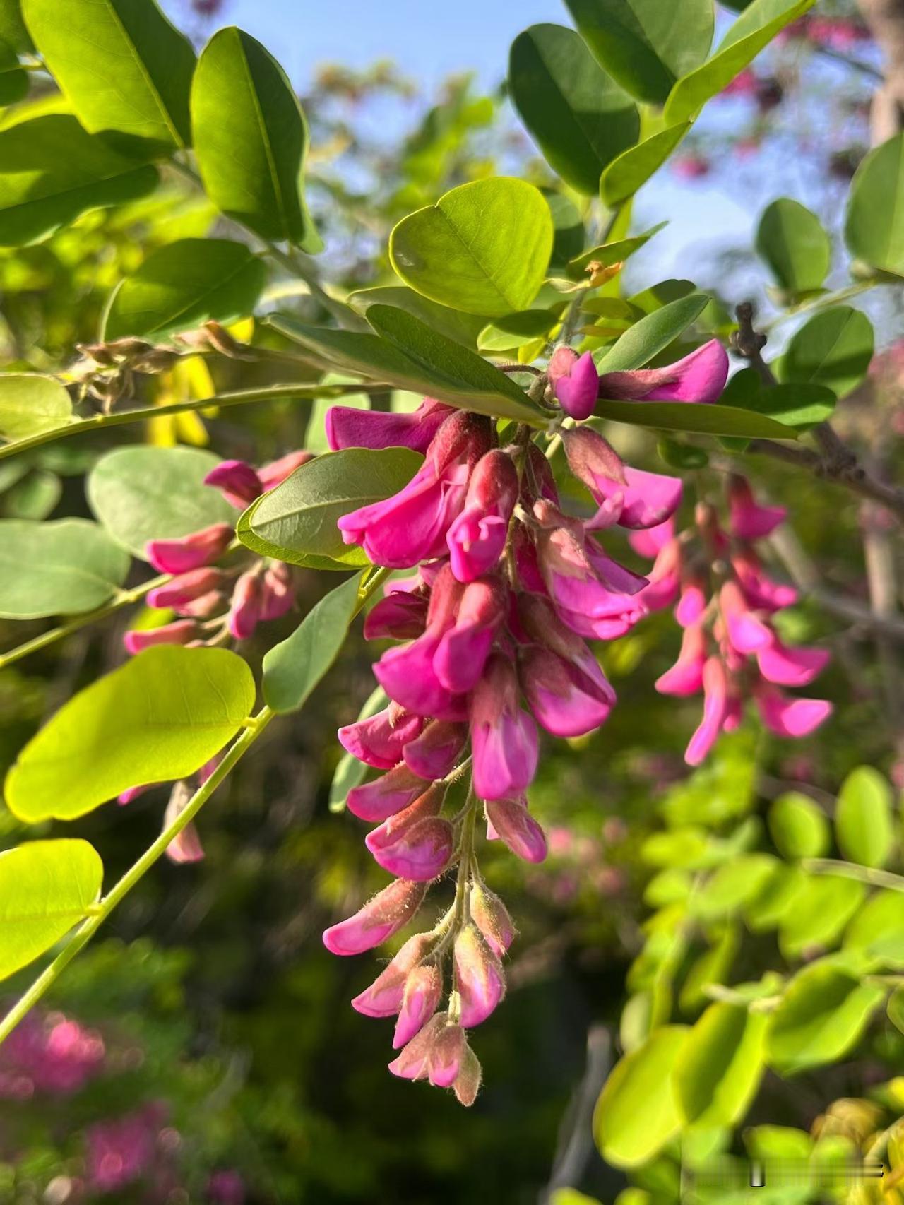 又见凤翔槐花开岐山湖美景 陕西湿地有哪些壮美景观? 晒晒你那的当地美食 分享好看