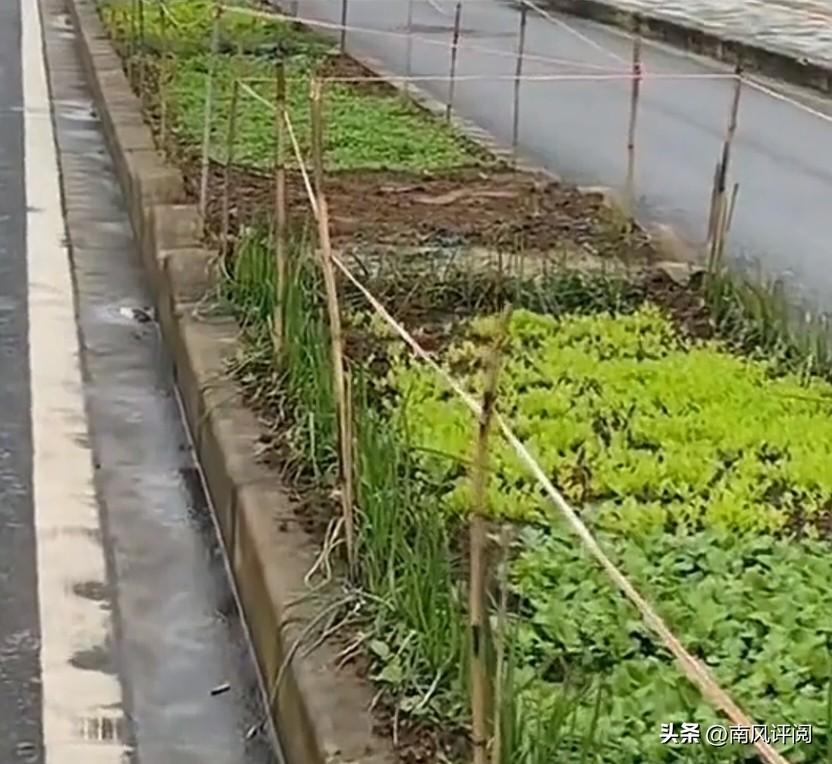 官方回应老人在绿化带扎篱笆种菜 最近官方回应老人在绿化带扎篱笆种菜的事儿，真让人