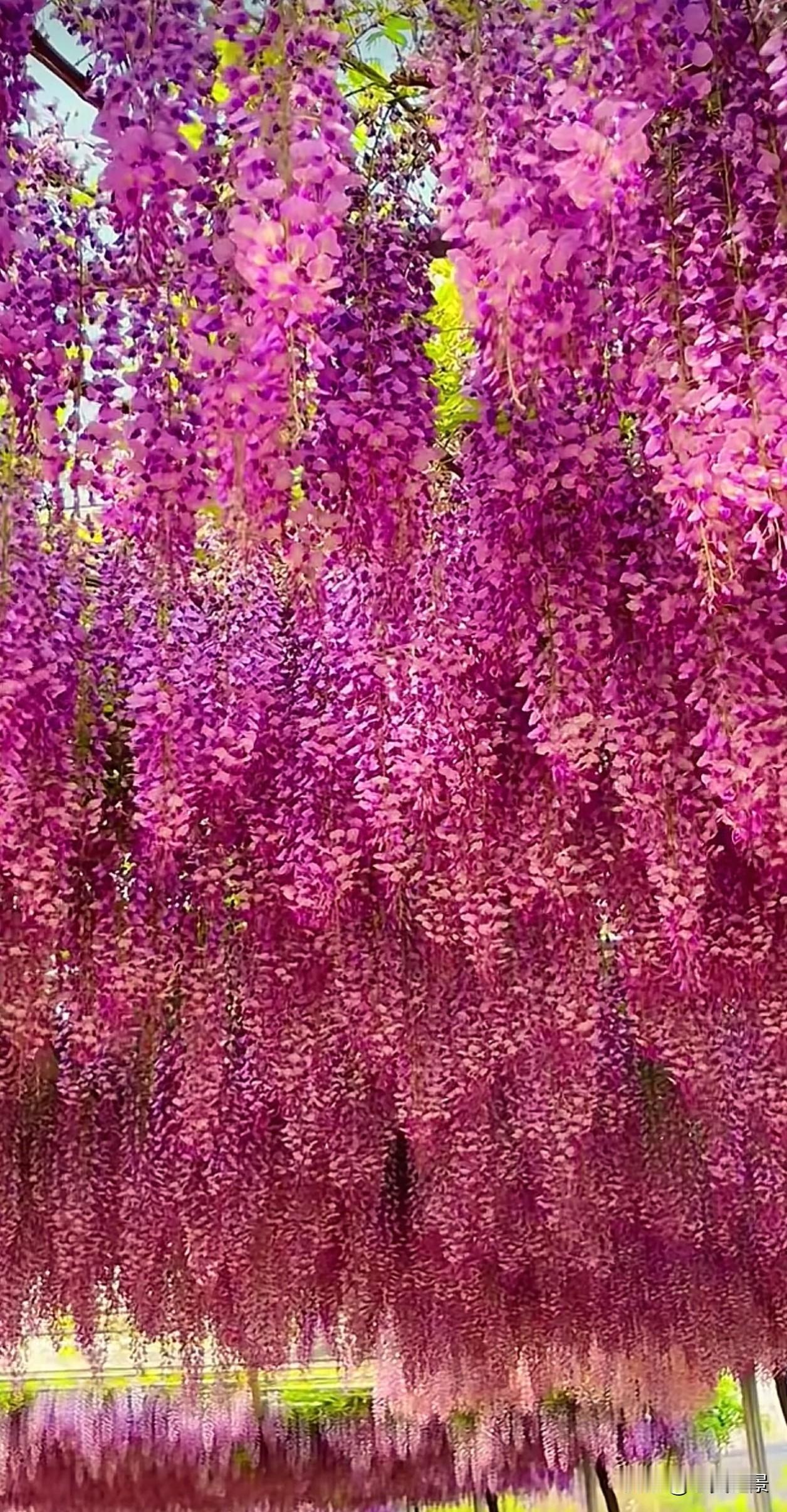 不必急着开花，也不必羡慕别人的花期。紫藤花的盛放，从来都不是一蹴而就。慢慢来，你