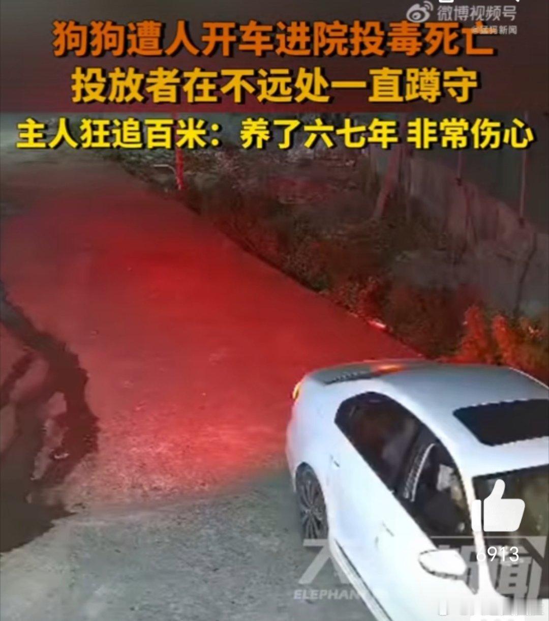 狗狗在家里被人开车投毒死亡  毒狗  多大的仇恨开车去毒死狗狗？为什么不报警呢！