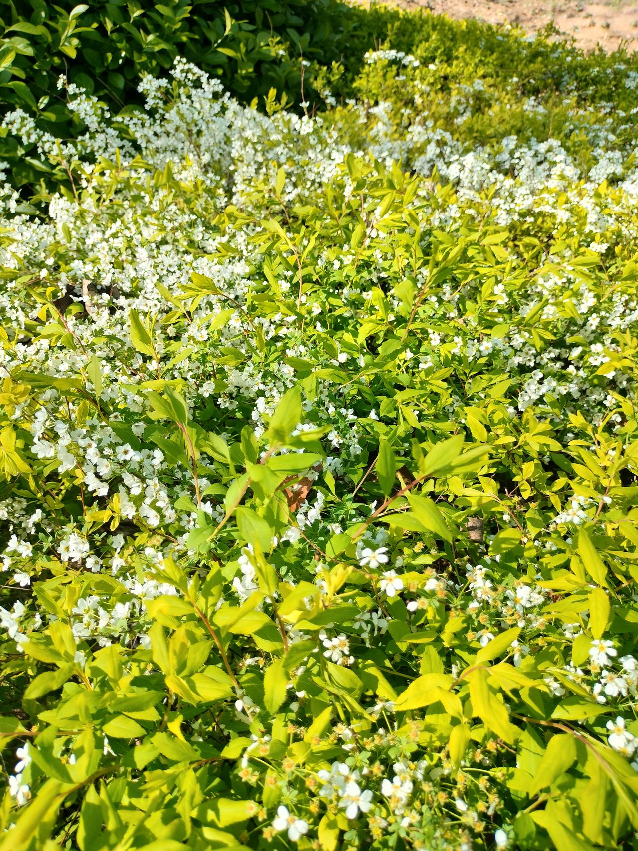 分享你今日感悟取舍有度，忙闲相宜，从容于朝夕，安稳于四季！