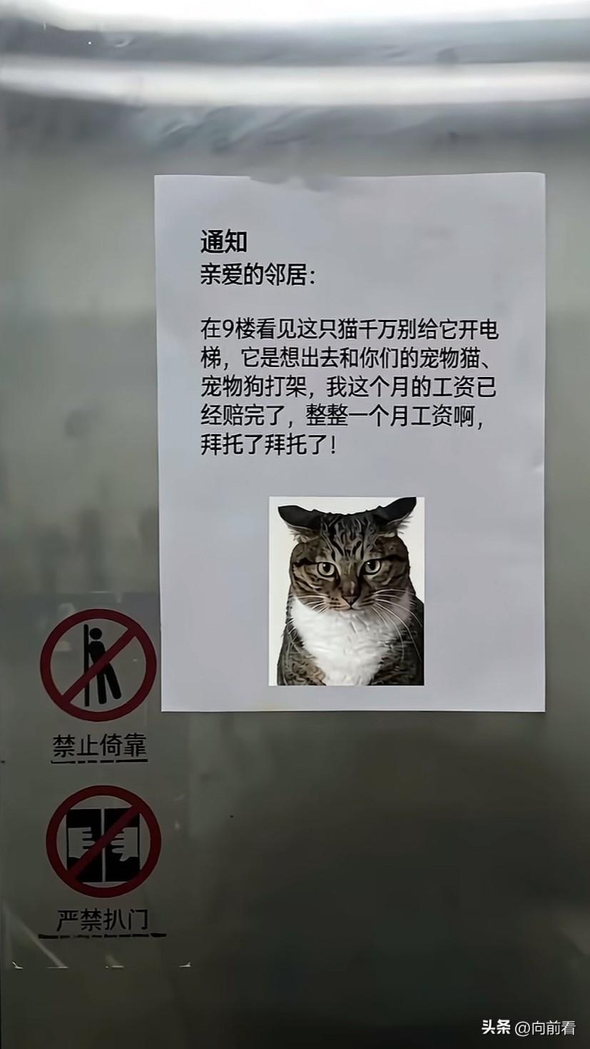小区里撞见“通缉犯”猫了！觉得好笑又笑不出来，因为我家猫的鼻子也被它抓伤了。没想