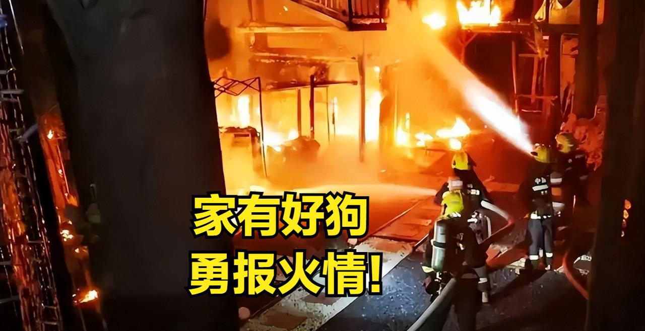 好狗狗及时警报，消防员极速救难！

    贵州省贵阳市南明区园林路的凌晨，一家