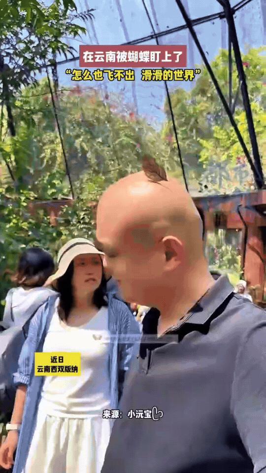 近日在西双版纳，光头大哥被一只枯叶蝶“缠上”了！

蝴蝶全程黏在他光滑的脑袋上，