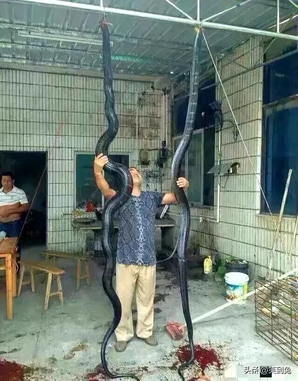 胆子没有鸡蛋那么大，绝对不敢干这样的事[泪奔]
