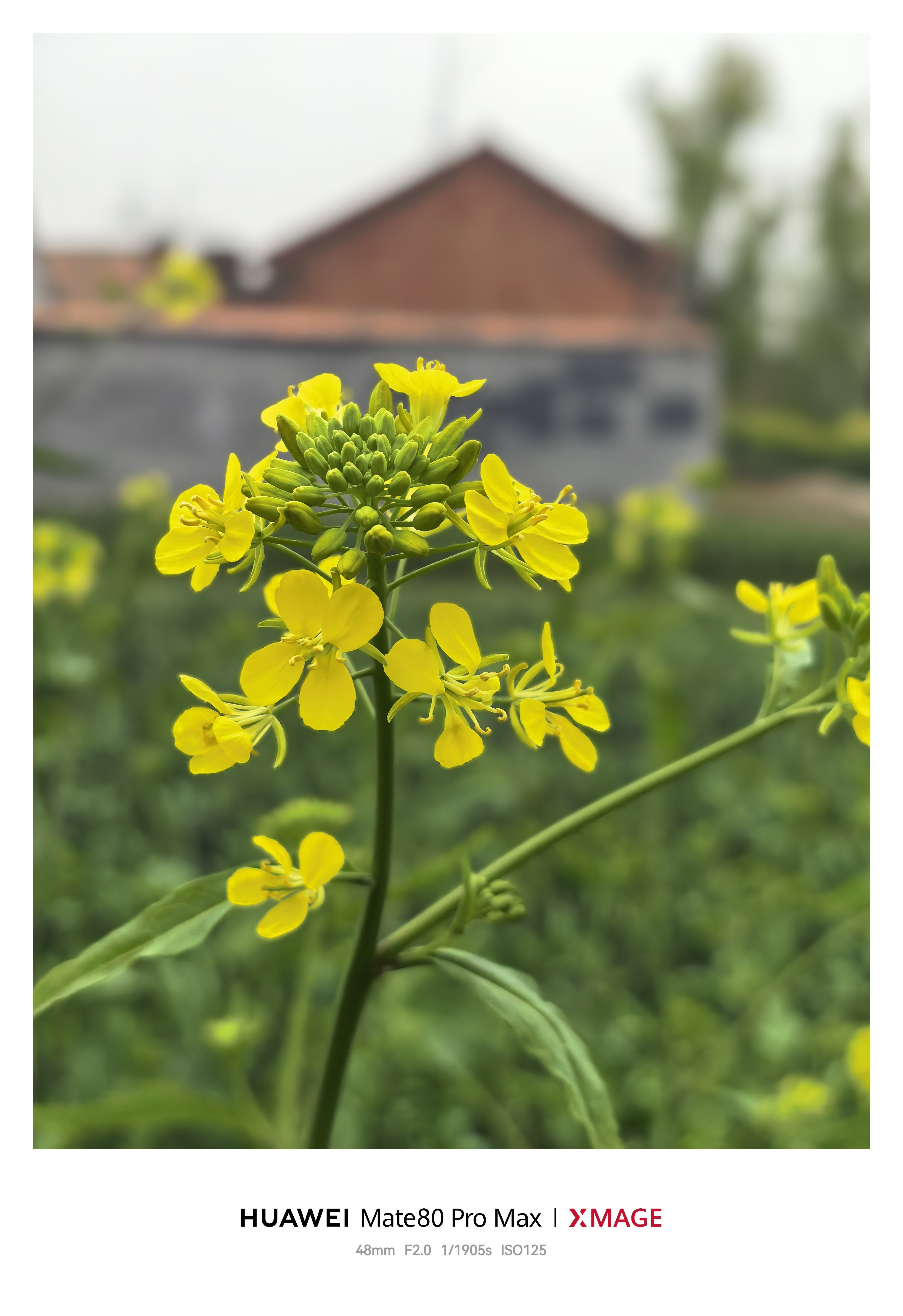 国行版苹果AI这不该早就有的功能吗，没有啥值得吹捧的， 苹果你现在咋回事，这些功