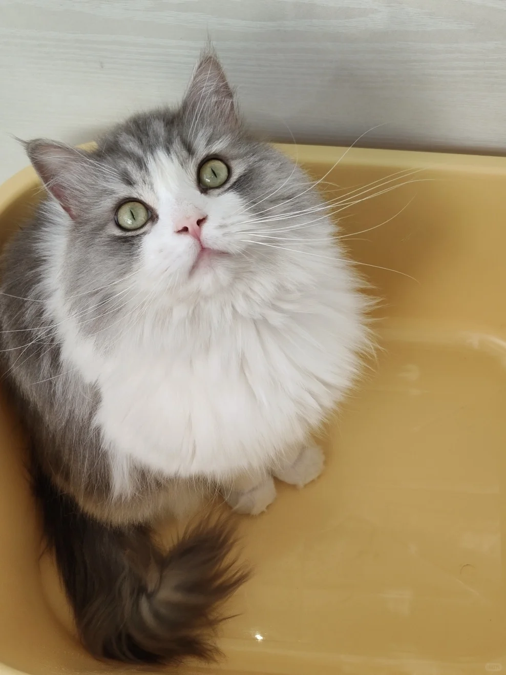 信我！猫这样拉💩没那么熏人