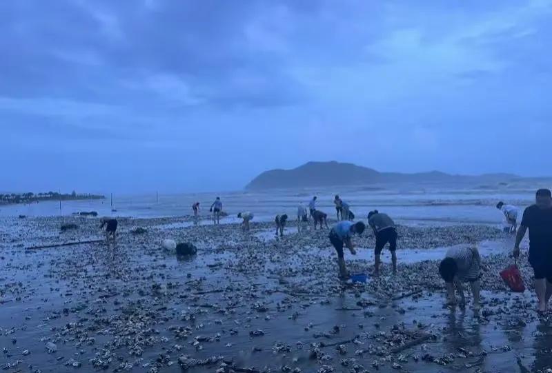 台风过后深圳一海滩出现大量海鲜，满满一海滩的生蚝，早起的市民纷纷捡拾…这又是哪个