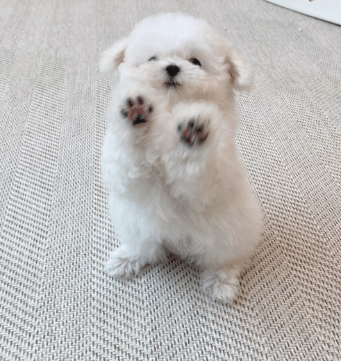 转发接受比熊宝宝的幸运掌~ 热点现场 海外新鲜事