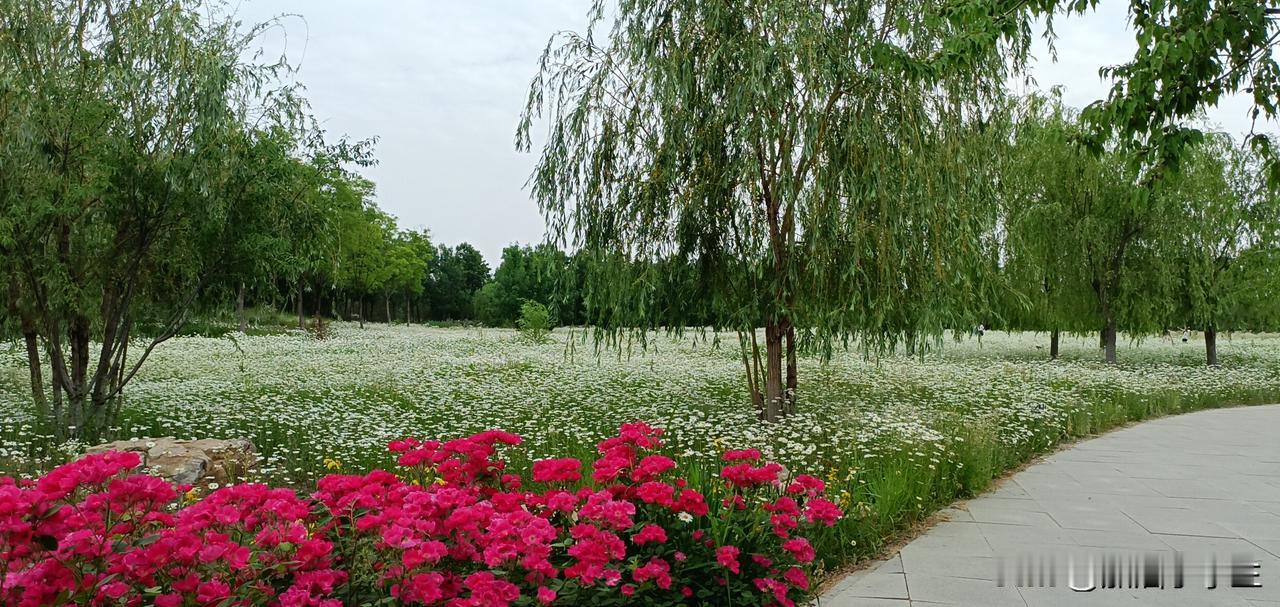 沧州有一片小雏菊花海，就藏在大运河湾公园里，是打卡拍照的绝美之处。

刷抖音发现