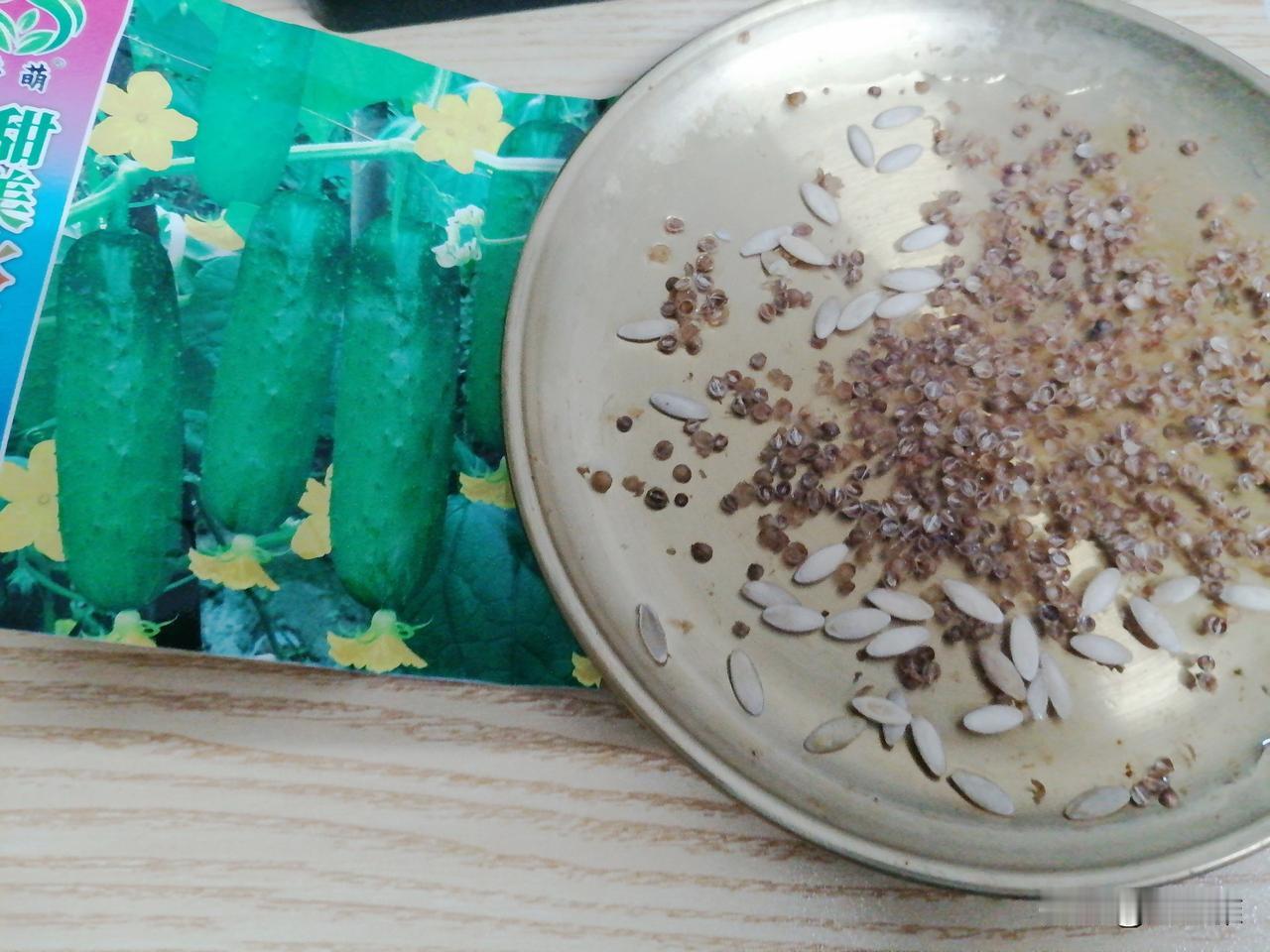 退休第531天，早安。

早上，我泡了一半的香菜种子和二十几颗水果黄瓜种子。
