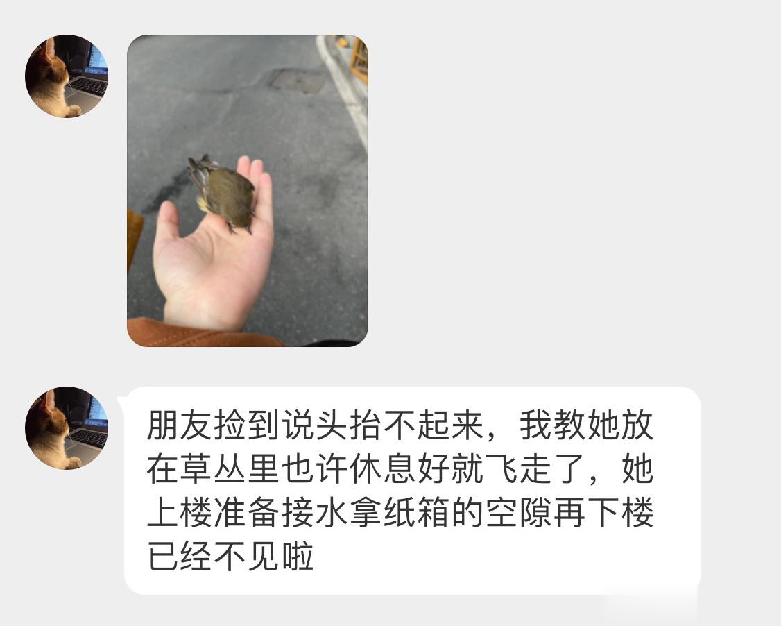 #鸟粉投稿# 地上捡到一只【鸲qú姬jī鹟wēng】在手上撅着小屁股🙊（翘屁嫩