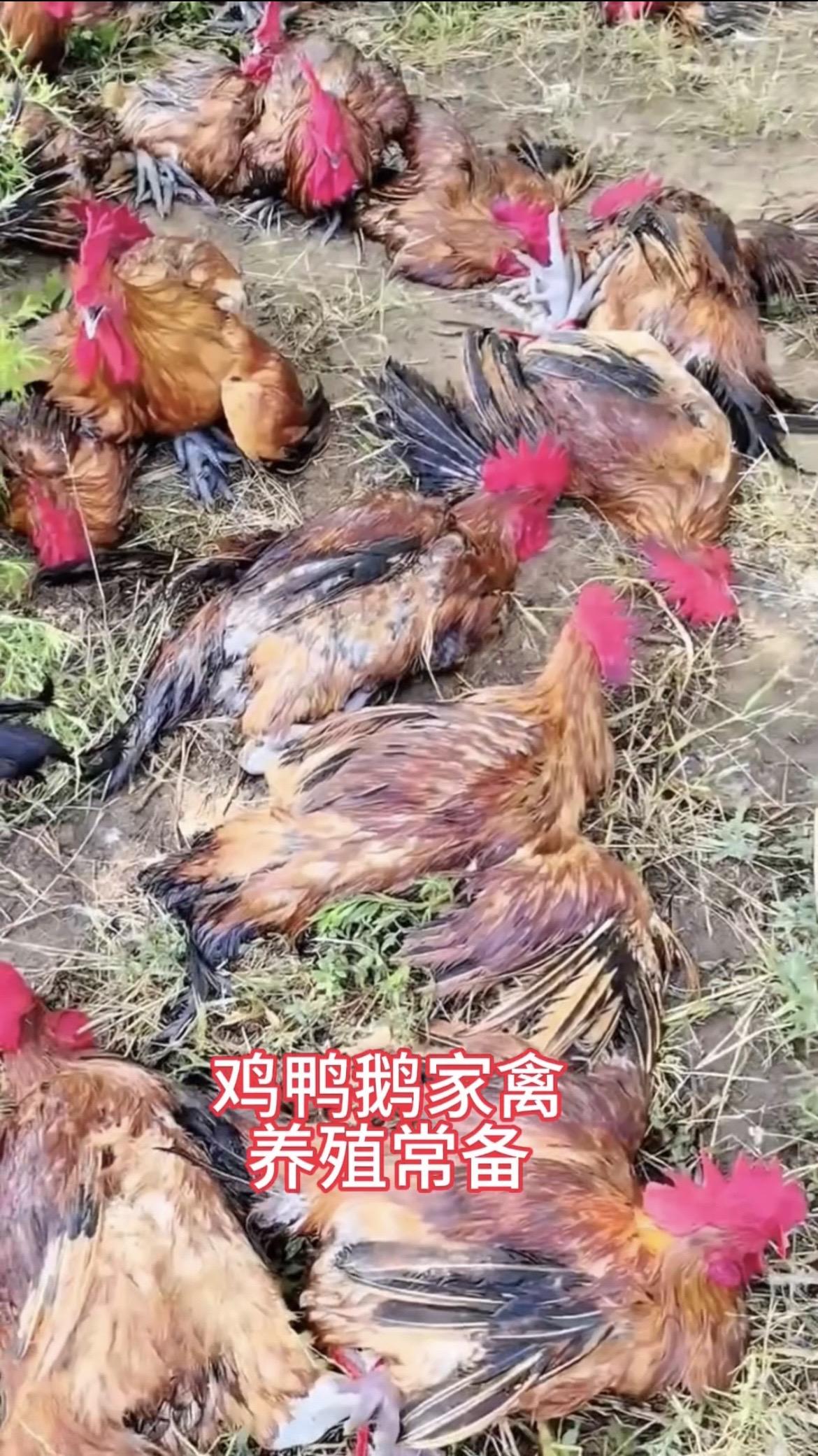 常备