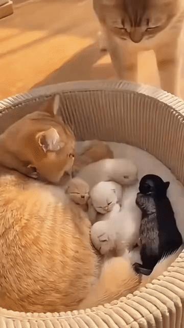 黑毛宠物招谁惹谁了？猫咪一刻 黑色猫咪