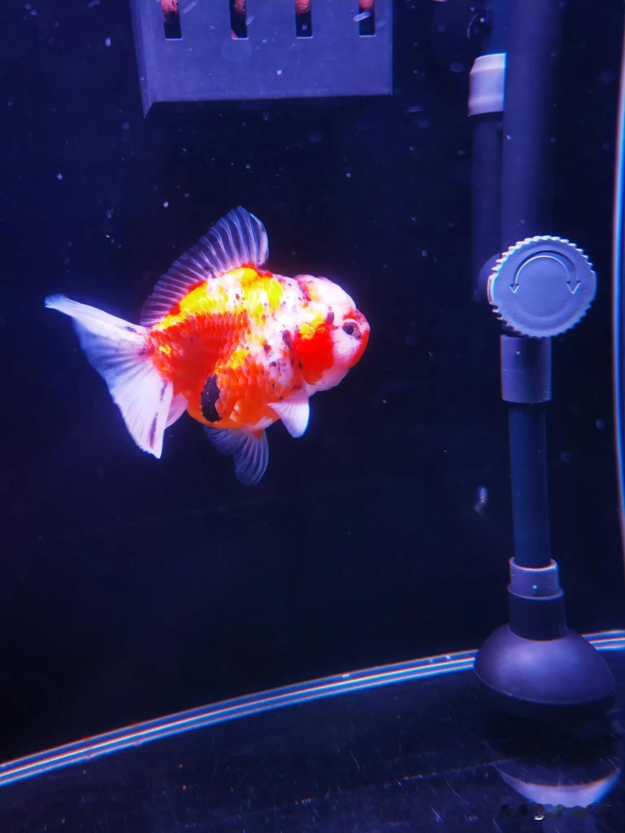 拍一张你的鱼儿照片彩色狮头鱼！小尾巴有点动力不足！[送自己一朵花]