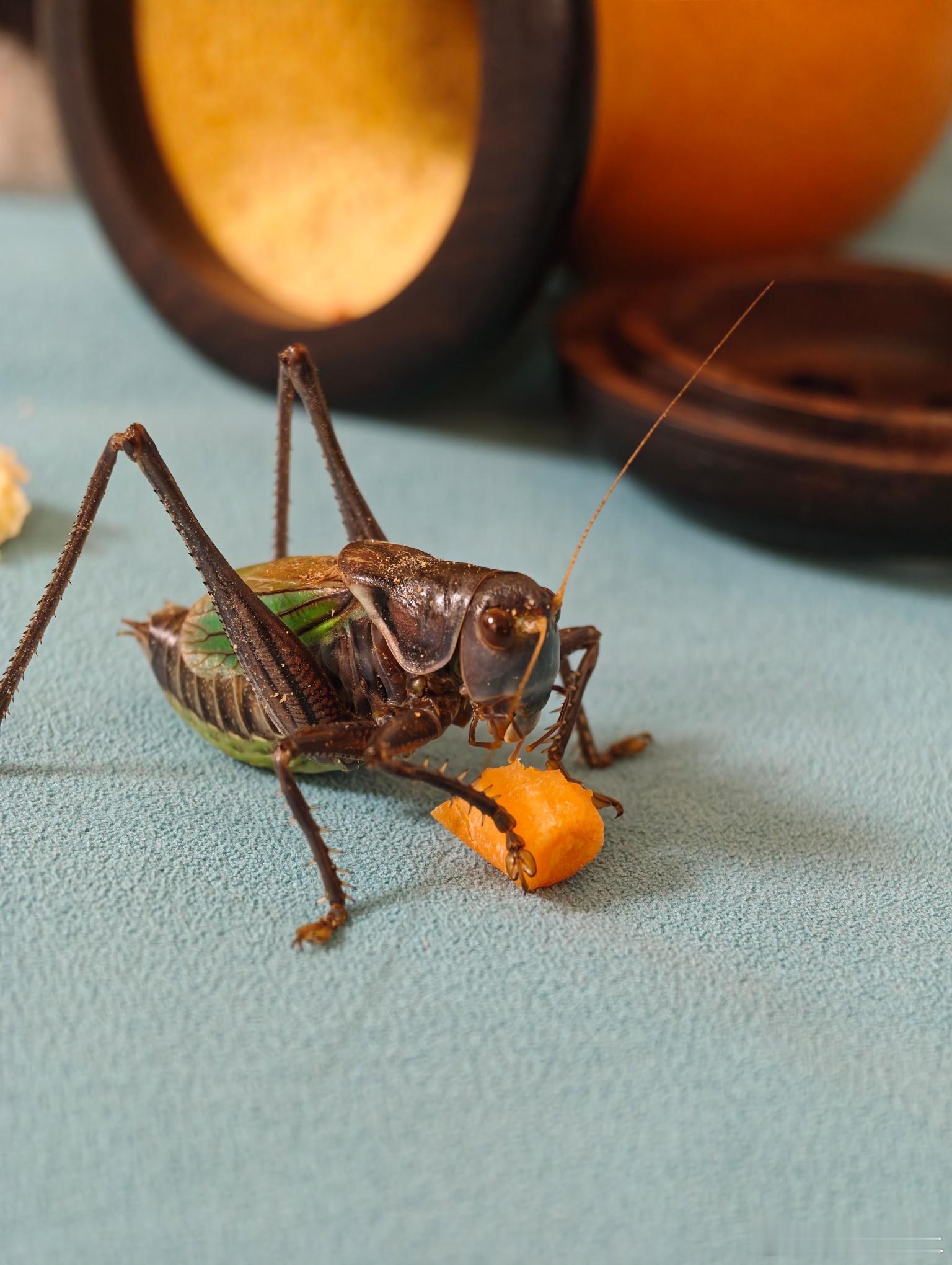 小米17ultra徕卡版里面有个2亿像素模式然后就是第一张，第二张是手动放大后这